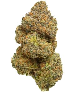 Gros bourgeon de fleur de cannabis Blue Zushi, dense, couvert de trichomes et de pistils orange.
