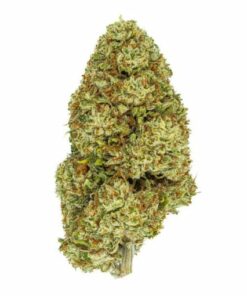 Fleur de cannabis Amnesia CBDX, avec des têtes compactes, résineuses et couvertes de trichomes brillants