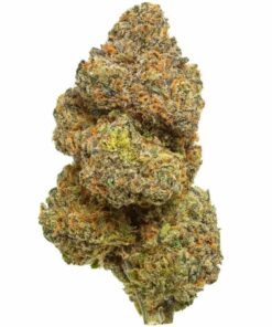 Gros bourgeon de fleur de cannabis Blue Zushi, dense, couvert de trichomes et de pistils orange.